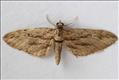 1855 (70.159) Cypress Pug